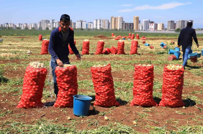 Sağlık Deposu Turfanda Soğan Hasadı Başladı