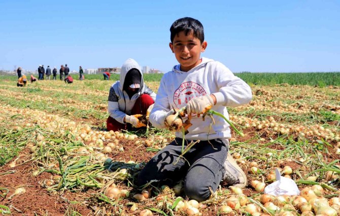 Sağlık Deposu Turfanda Soğan Hasadı Başladı