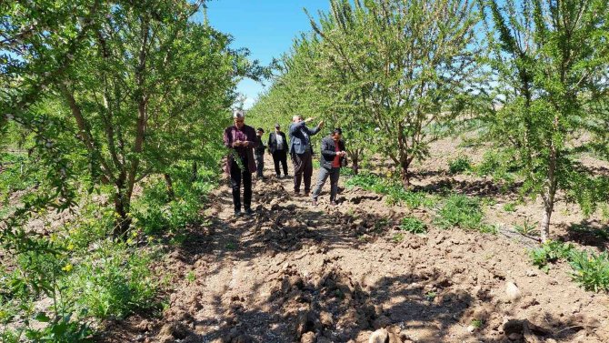 Kahta’daki Don Bademlere Büyük Zarar Verdi