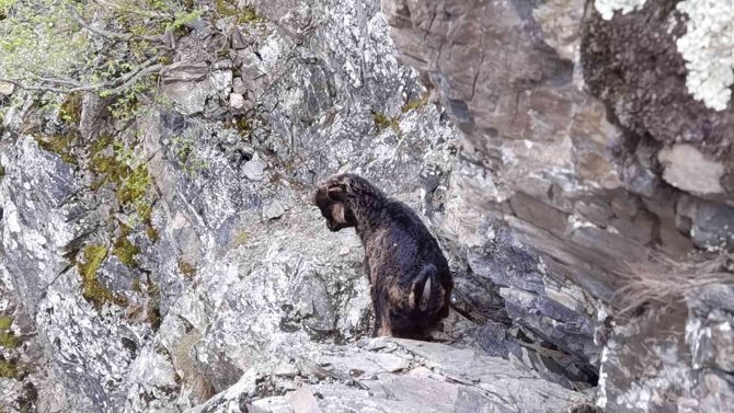 Kayalıklarda Mahsur Kalan 2 Aylık Yavru Keçi 7 Gün Sonra Kurtarıldı