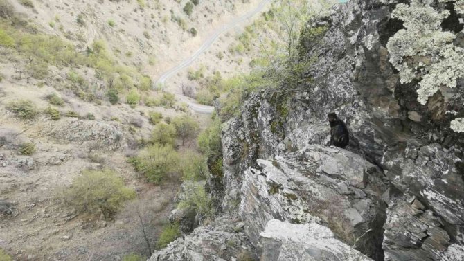 Kayalıklarda Mahsur Kalan 2 Aylık Yavru Keçi 7 Gün Sonra Kurtarıldı