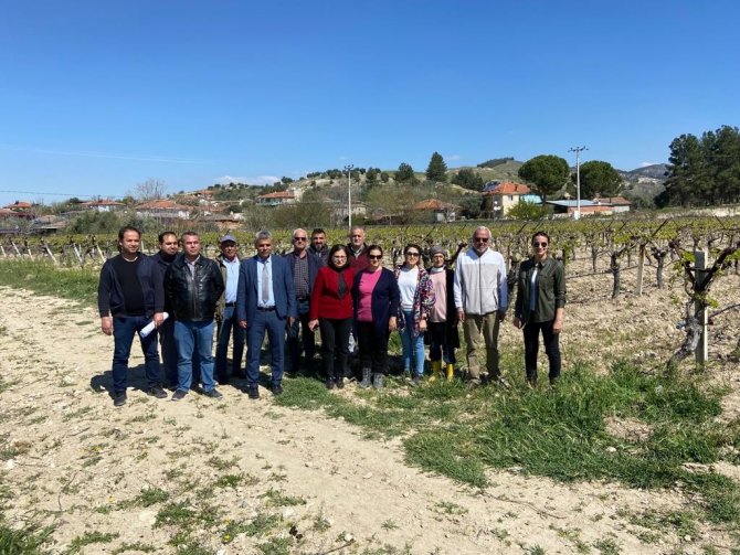 Üzüm Bağlarına Salkım Güvesine Karşı Biyoteknik Mücadele Alanları Artıyor