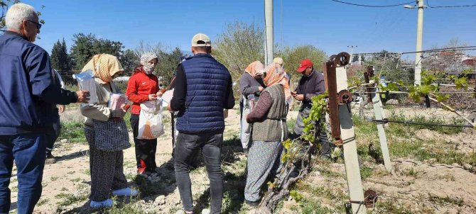 Üzüm Bağlarına Salkım Güvesine Karşı Biyoteknik Mücadele Alanları Artıyor