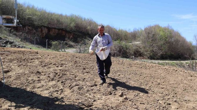 Düzce Katı Atık Tesisi Lavanta Kokacak