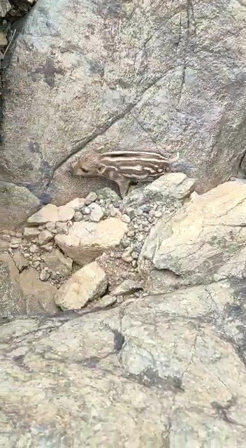 Yaban Domuzunu Gördü ’Pijamalarını Giymiş’ Söylemi İle Kahkahaya Boğdu
