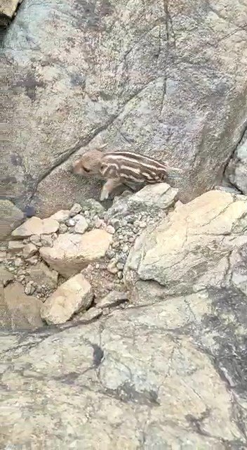Yaban Domuzunu Gördü ’Pijamalarını Giymiş’ Söylemi İle Kahkahaya Boğdu