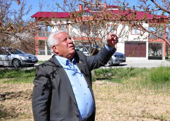 Elbistan’da Kayısıyı Zirai Don Vurdu