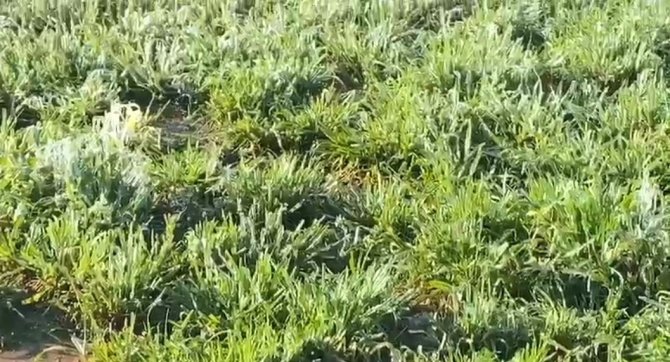 Şanlıurfa’da Don Ekinleri Ve Ağaçları Vurdu