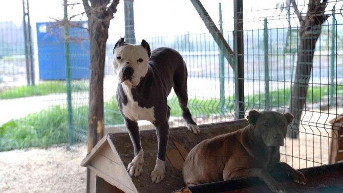 Hatay’da Yasaklı Irk Köpekler İçin Yeni Tedbir Alındı