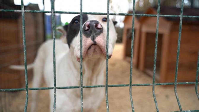 Hatay’da Yasaklı Irk Köpekler İçin Yeni Tedbir Alındı