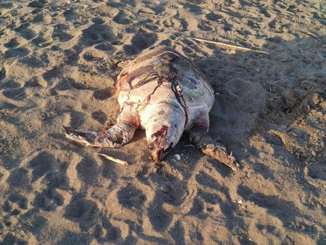 Hatay Sahilinde Ölü Caretta Caretta Bulundu