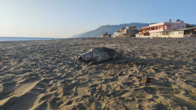 Hatay Sahilinde Ölü Caretta Caretta Bulundu