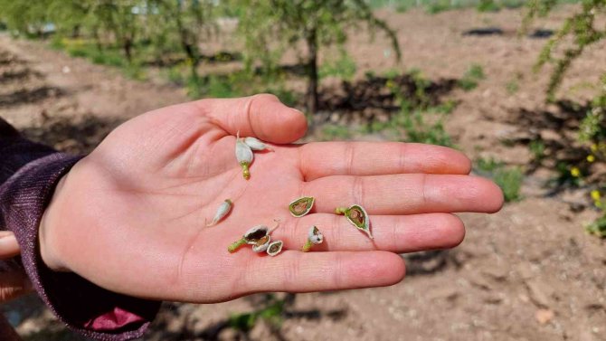 Kahta’daki Don Bademlere Büyük Zarar Verdi