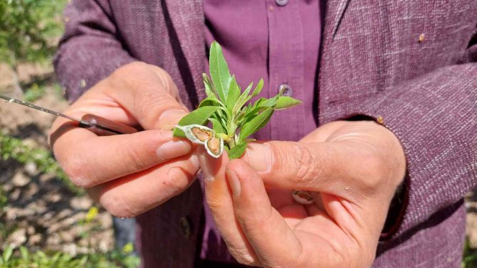 Kahta’daki Don Bademlere Büyük Zarar Verdi