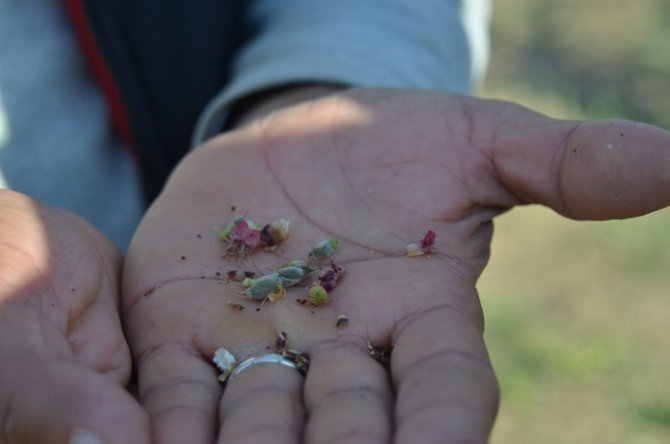 Kayısı Üreticisi Destek İstedi