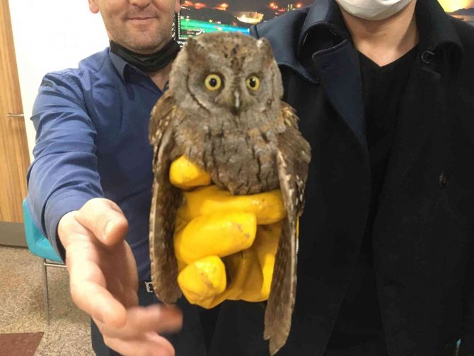 Yaralı Halde Bulunan İ̇shak Kuşu Koruma Altına Alındı