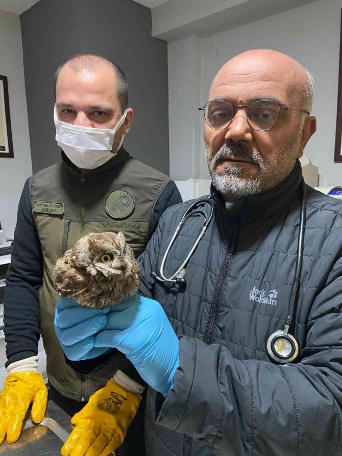 Yaralı Halde Bulunan İ̇shak Kuşu Koruma Altına Alındı