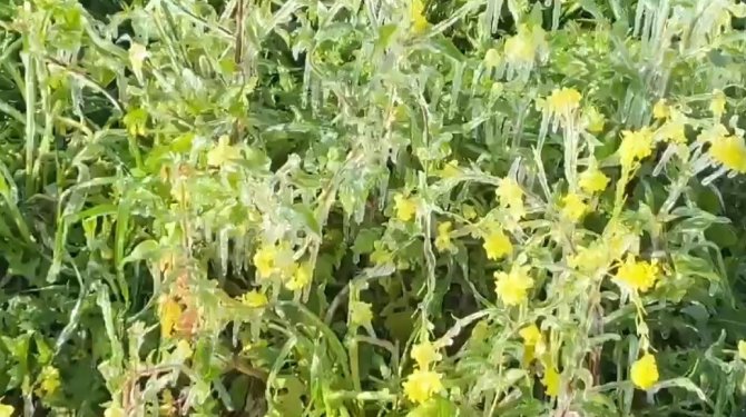 Şanlıurfa’da Don Ekinleri Ve Ağaçları Vurdu