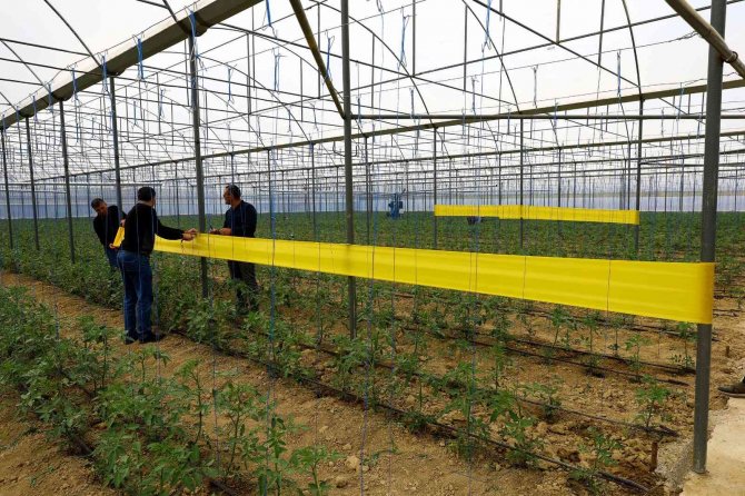 Sera Zararlılarının Önlenmesi İçin 450 Üreticiye Yapışkan Tuzak Dağıtıldı