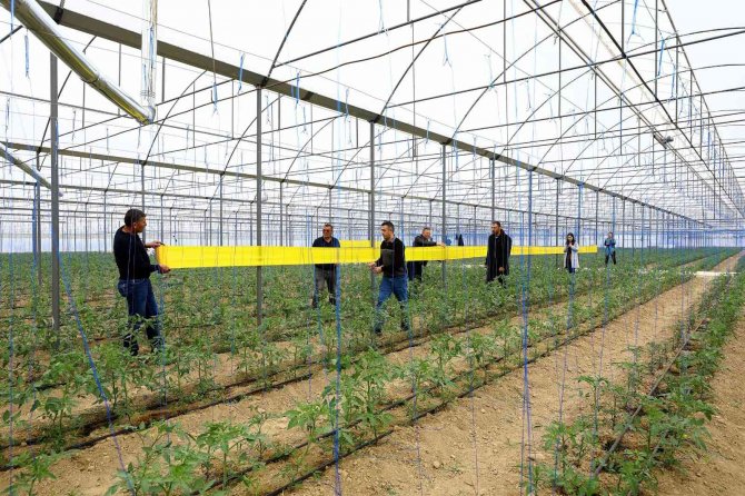 Sera Zararlılarının Önlenmesi İçin 450 Üreticiye Yapışkan Tuzak Dağıtıldı