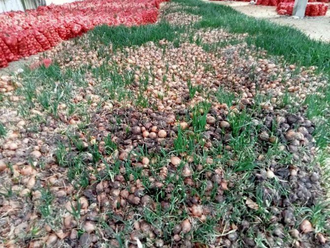 Meyve Sebze Halindeki Komisyoncular Yüzünden Ürünleri Depolarda Çürüyen Çiftçilerin Tek Umudu Hal Yasası