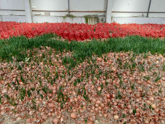 Meyve Sebze Halindeki Komisyoncular Yüzünden Ürünleri Depolarda Çürüyen Çiftçilerin Tek Umudu Hal Yasası