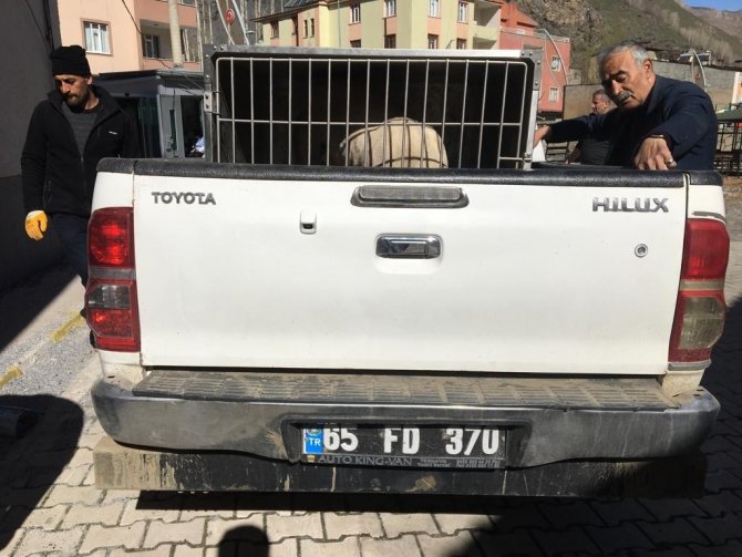 Çatak’ta Sokakta Başıboş Dolaşan Pitbull Yakalandı