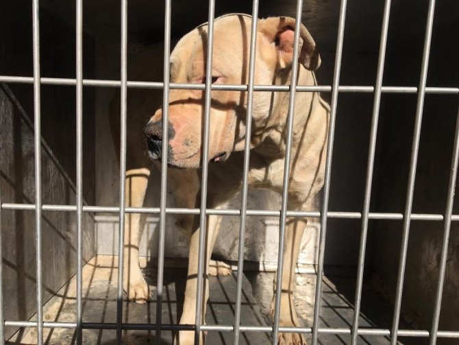 Çatak’ta Sokakta Başıboş Dolaşan Pitbull Yakalandı
