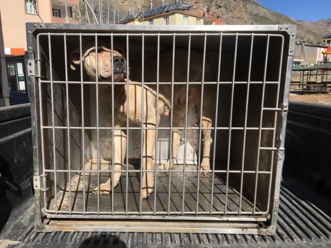 Çatak’ta Sokakta Başıboş Dolaşan Pitbull Yakalandı