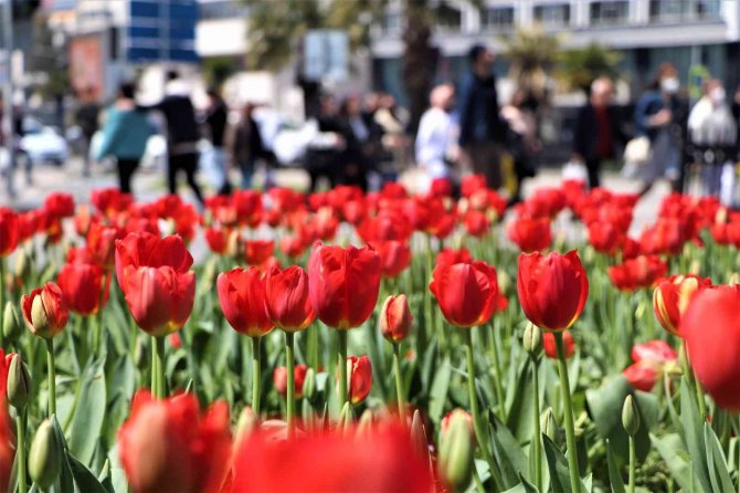 Samsun’da Lale Zamanı Bu Sene Geç Başladı