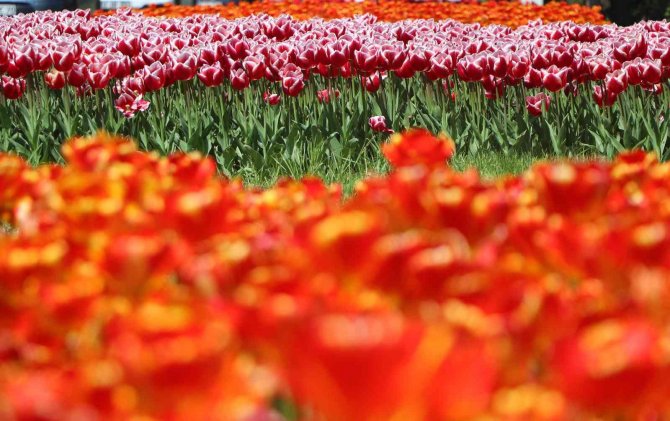 Samsun’da Lale Zamanı Bu Sene Geç Başladı
