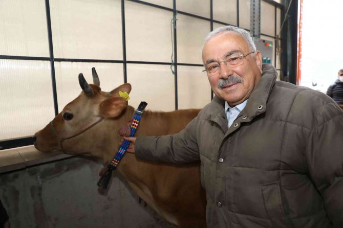 Ordu’da Çiftçilere 300 İnek Dağıtıldı