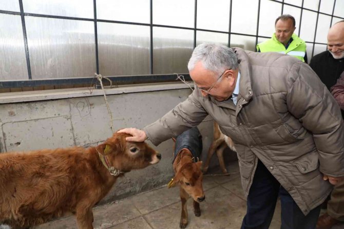 Ordu’da Çiftçilere 300 İnek Dağıtıldı