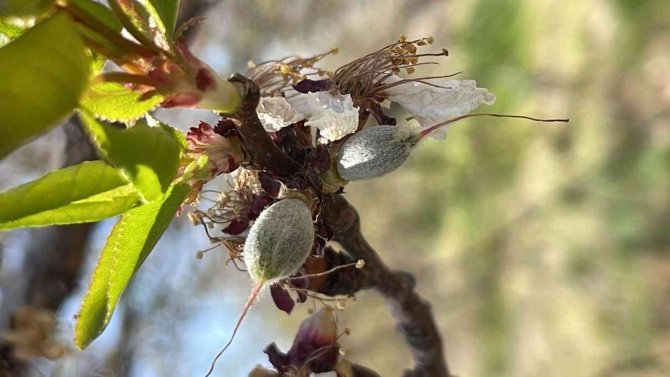 Başkan Çiçek, “Kayısıdaki Don Rekolteyi Etkileyecek”