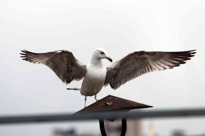 Martıdan Kartal Pozu
