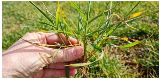 Müdür Özçalık: “Hububatta Üst Gübrelemeyi İki Defada Yapmayı Öneriyoruz”