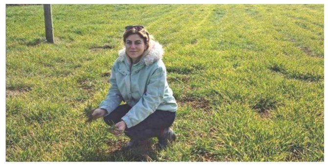 Müdür Özçalık: “Hububatta Üst Gübrelemeyi İki Defada Yapmayı Öneriyoruz”