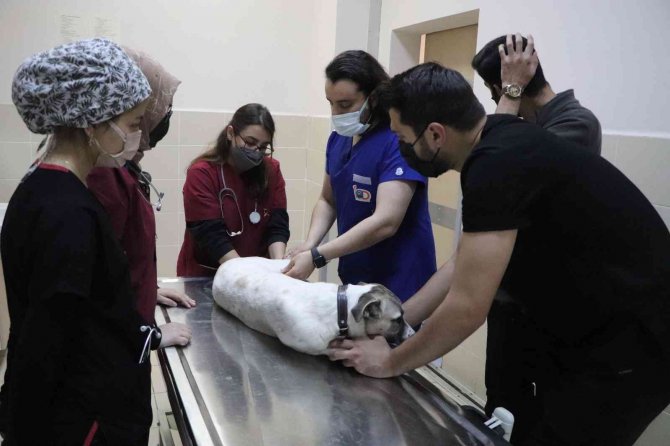 4 Binin Üzerinde Hasta Hayvan Şifa Buldu