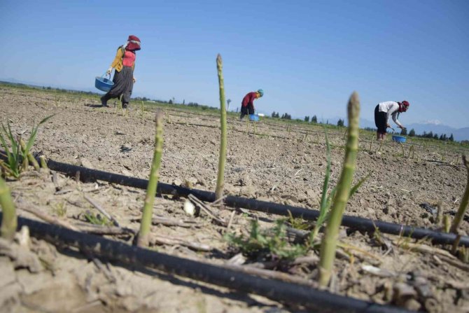 Antalya’da İlk Kuşkonmaz Hasatını Gerçekleştiren Kadın, Çiftçi Avrupa Ülkelerine Satışlara Başladı