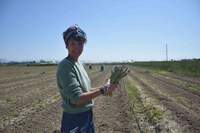 Antalya’da İlk Kuşkonmaz Hasatını Gerçekleştiren Kadın, Çiftçi Avrupa Ülkelerine Satışlara Başladı