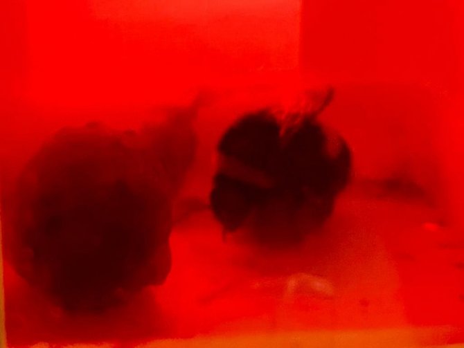 Seraların Doğal İşçisi Bombus Arısı, Ordu’da Üretiliyor