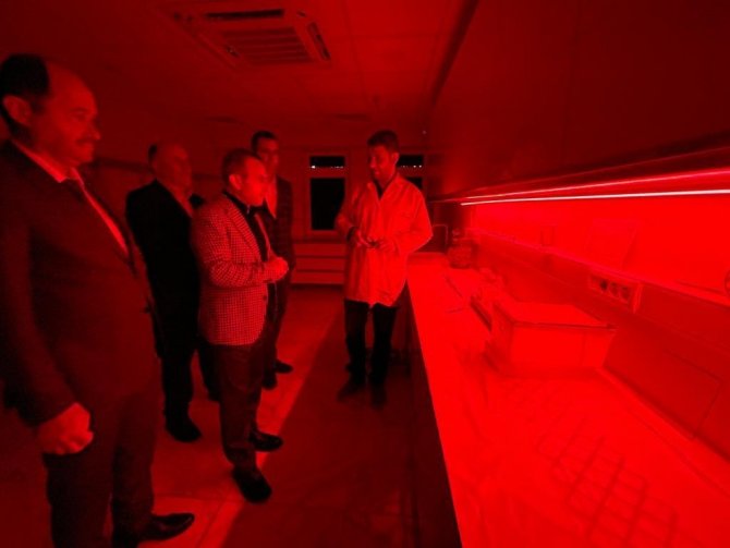 Seraların Doğal İşçisi Bombus Arısı, Ordu’da Üretiliyor