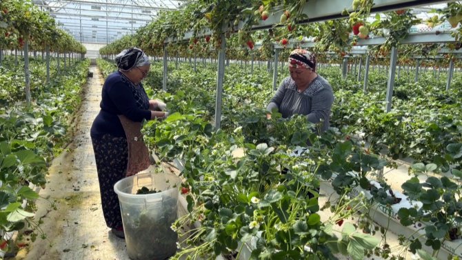 Sinop’tan Dünyaya Çilek İhracatı