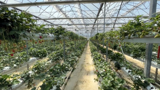 Sinop’tan Dünyaya Çilek İhracatı