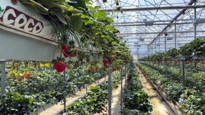 Sinop’tan Dünyaya Çilek İhracatı