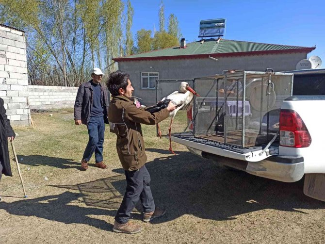 Tedavisi Tamamlanan Leylek Doğaya Bırakıldı