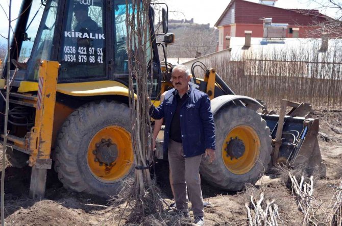 Adilcevaz Ekonomisine Ceviz Fidanı Katkısı