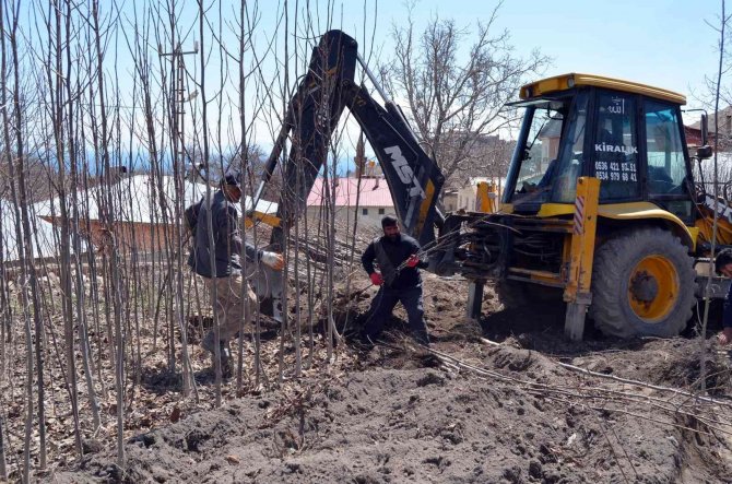 Adilcevaz Ekonomisine Ceviz Fidanı Katkısı
