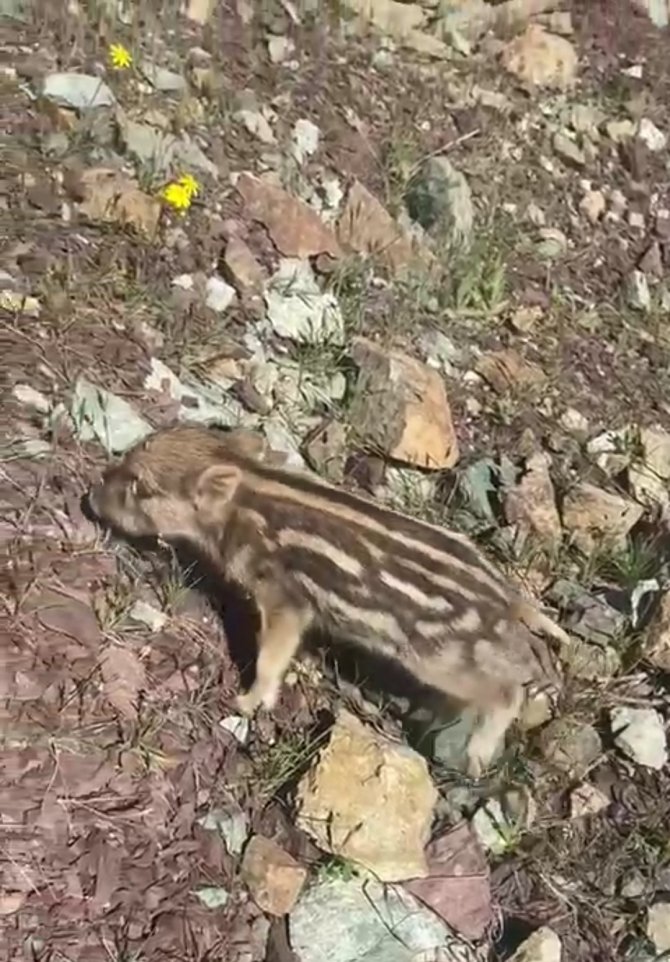 Elazığ’da Baharla Birlikte Yaban Domuzları Da Ortaya Çıktı