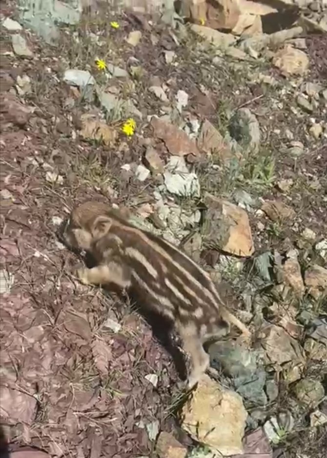Elazığ’da Baharla Birlikte Yaban Domuzları Da Ortaya Çıktı